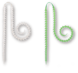 ライダーカーリー