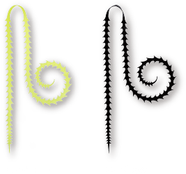 ライダーカーリー