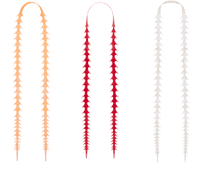 ライダーストレート